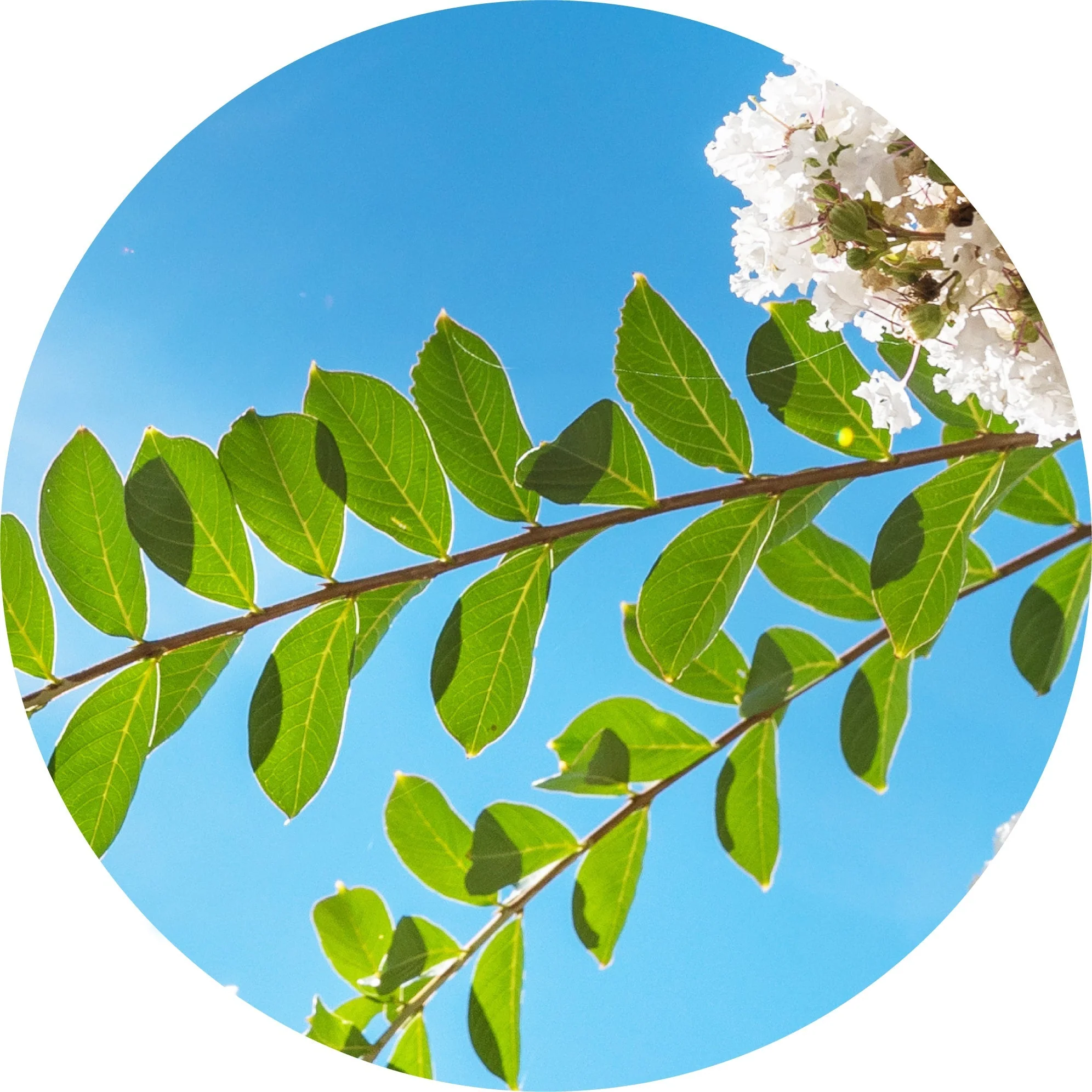 Our Top 10 Unique Essential Oils